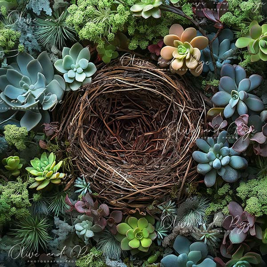 Succulent Newborn Photography Digital Backdrop – Aerial View with Gorgeous Nest