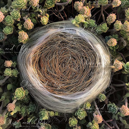 Succulent Newborn Photography Digital Backdrop – Aerial View with Gorgeous Threaded Nest